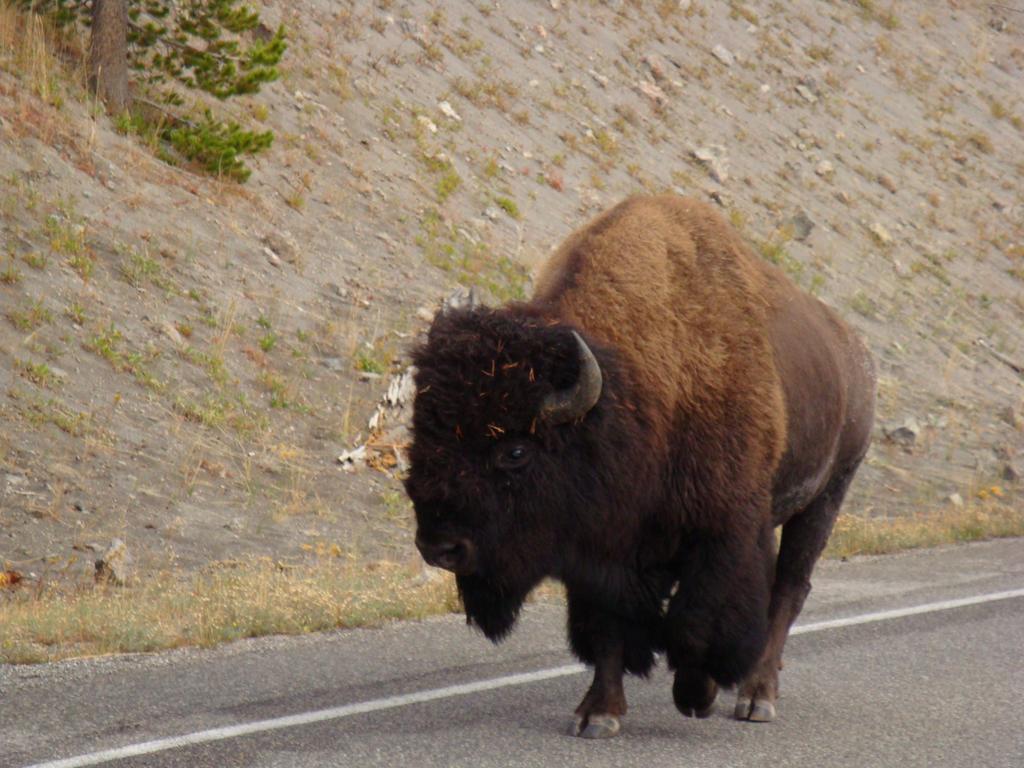 Yellowstone Wildlife Cabins West Yellowstone Εξωτερικό φωτογραφία